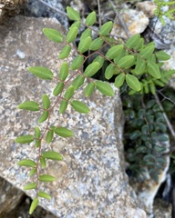 Pellaea andromedifolia