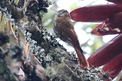 Lepidocolaptes lacrymiger