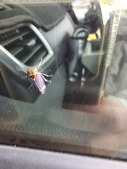 Eurymeloides pulchra