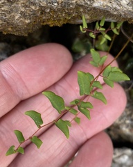 Pellaea andromedifolia