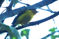 Anisognathus melanogenys