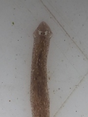 Girardia