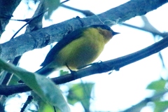 Anisognathus melanogenys