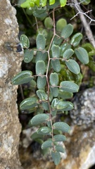 Pellaea andromedifolia
