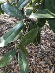 Magnolia grandiflora