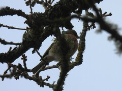 Fringilla coelebs