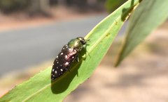 Diphucrania leucosticta