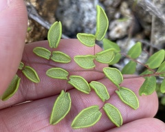 Pellaea andromedifolia