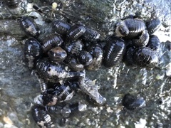 Gnorimosphaeroma oregonense