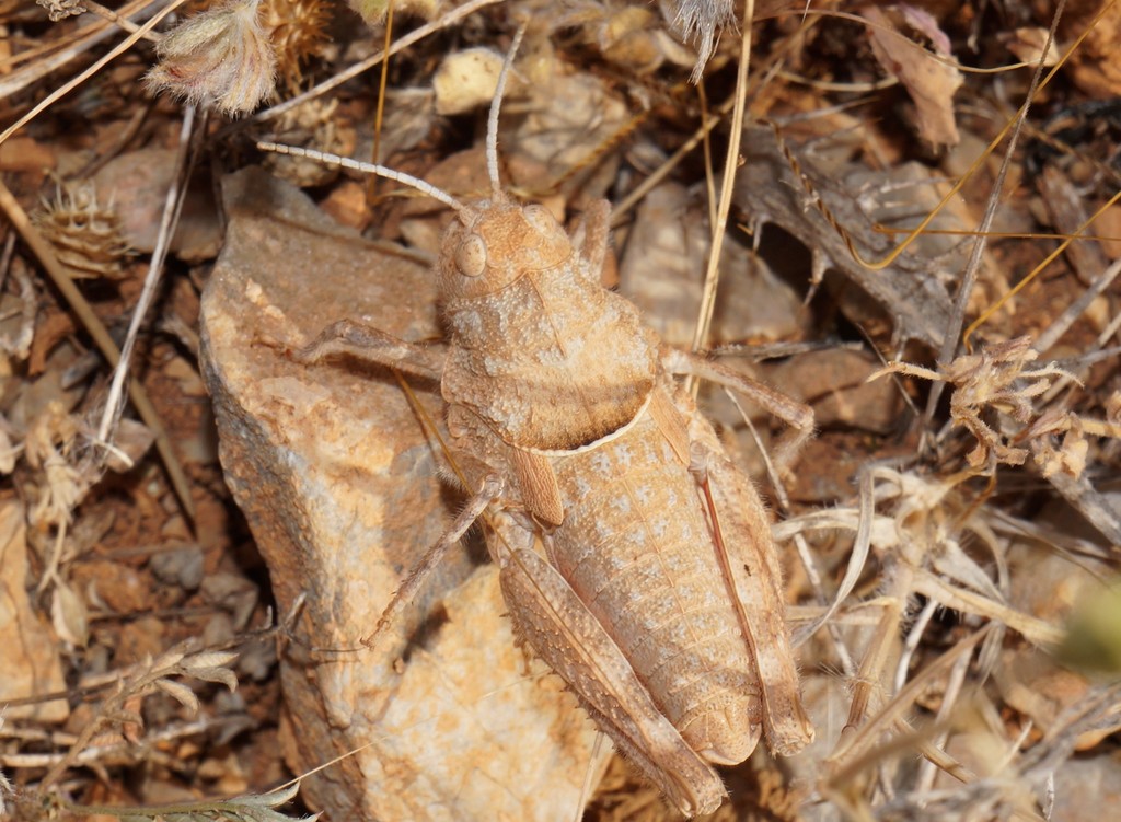 Glyphanus
