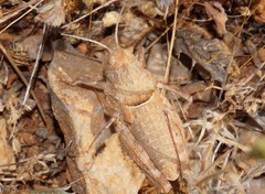 Glyphanus obtusus