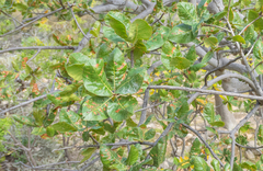 Vasta Fig (Ficus vasta)