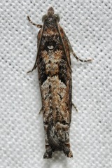 Pseudexentera hodsoni