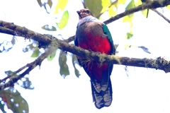 Pharomachrus fulgidus