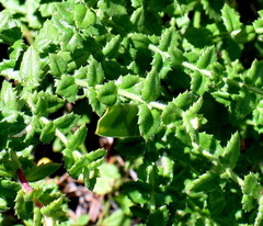 Gonocarpus teucrioides