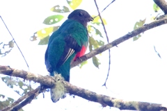 Pharomachrus fulgidus