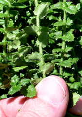 Gonocarpus teucrioides