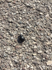 Ablattaria laevigata