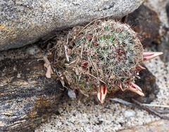 Mammillaria dioica