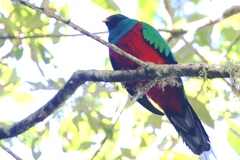 Pharomachrus fulgidus