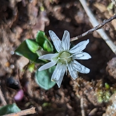 Stellaria pubera