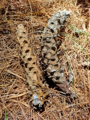 Pinus ayacahuite