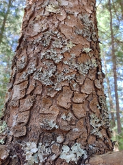 Pinus ayacahuite