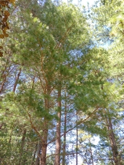 Pinus ayacahuite
