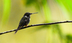 Philodice mitchellii