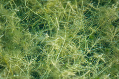 Najas guadalupensis