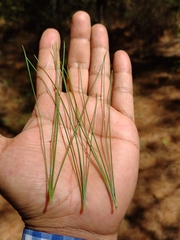 Pinus ayacahuite