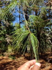 Pinus ayacahuite