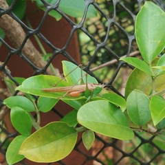 Conocephalus saltator