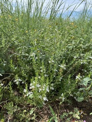 Teucrium integrifolium