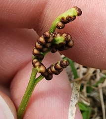 Sceptridium lunarioides