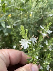 Teucrium integrifolium
