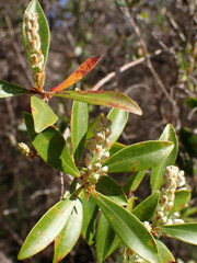 Cliftonia monophylla