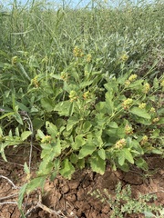 Malvastrum americanum