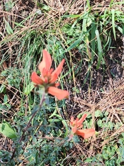 Castilleja tenuiflora