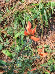 Castilleja tenuiflora