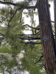 Sciadopitys verticillata