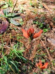 Castilleja tenuiflora