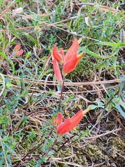 Castilleja tenuiflora