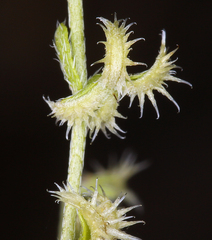 Pectocarya recurvata