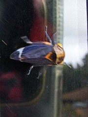 Eurymeloides pulchra