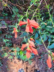 Castilleja tenuiflora