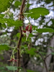 Ribes menziesii