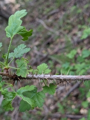 Ribes menziesii