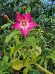 Symbolanthus brittonianus