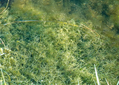 Najas guadalupensis